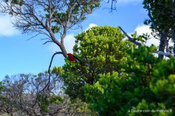 Un perroquet rouge dans un arbre