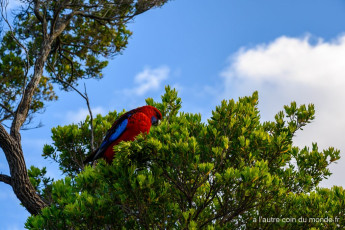 un perroquet rouge et bleu dans un arbre