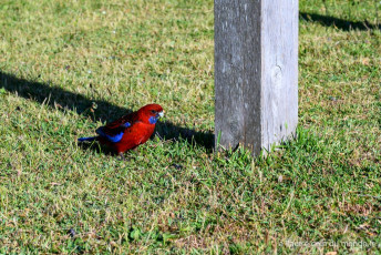 Un perroquet rouge et bleu dans l'herbe