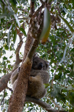 à la recherche des koalas sur le Koala loop trail