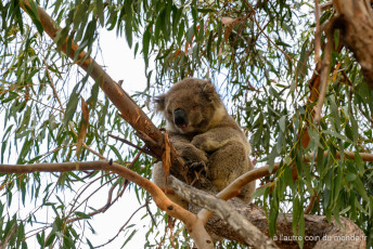 à la recherche des koalas sur le Koala trail