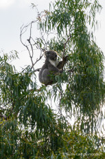 à la recherche des koalas sur le Koala trail