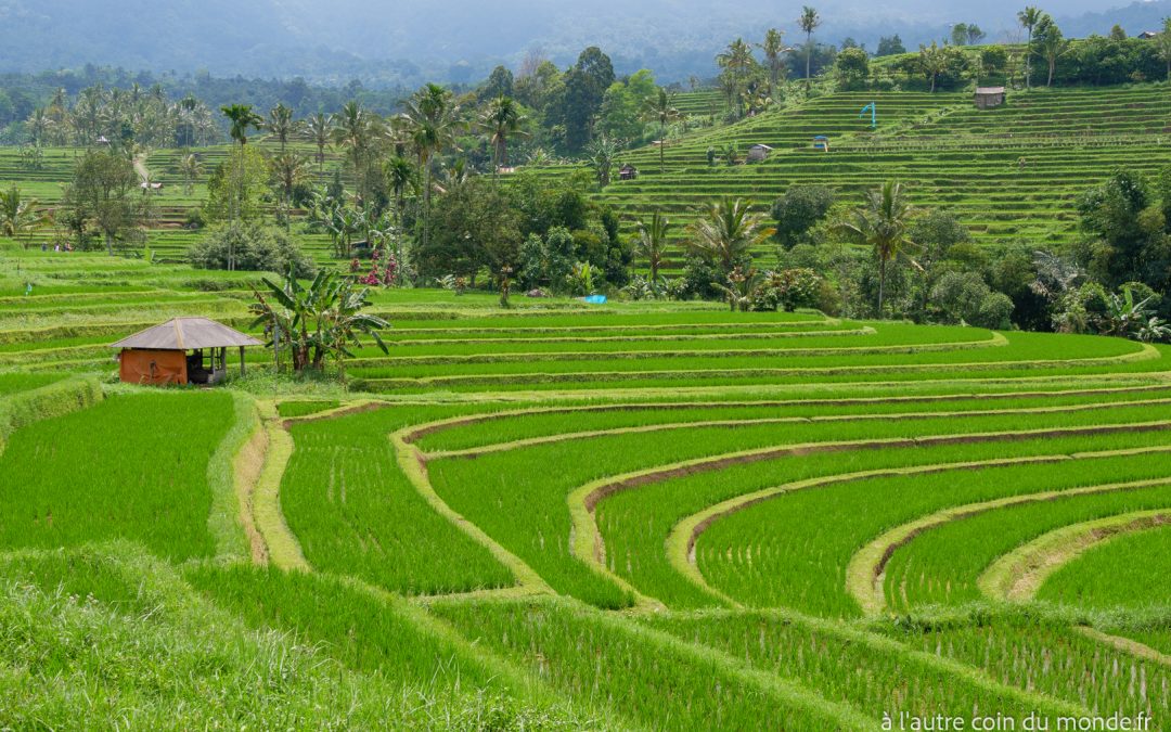 Bali J1 – Le temple pura taman ayun et les rizières de Jatiluwih