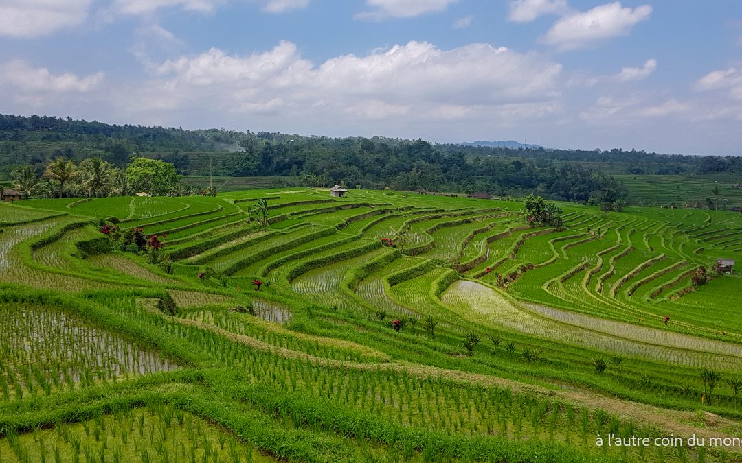 Notre arrivée à Bali, direction Ubud