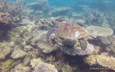 une magnifique tortue pendant une séssion snorkeling à Coral bay